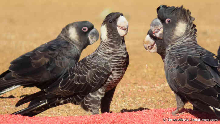 Scientists tracked endangered Australian cockatoos for three breeding seasons and found...