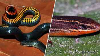 Three South Florida reptiles make the endangered species list
