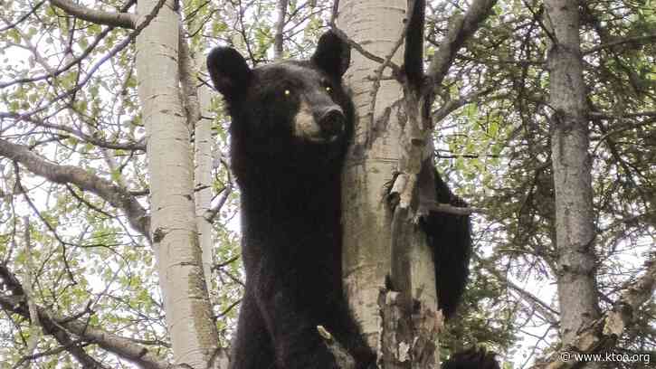 Alaska state legislator chases bear away from fellow lawmaker outside state Capitol