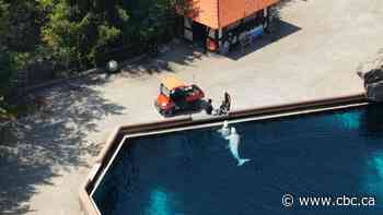 Marineland belugas’ ‘emergency rescue’ has begun, leaving Niagara Falls, Ont., for U.S. aquariums