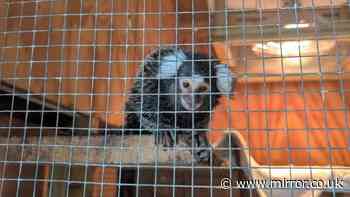 'Terrified' monkey found abandoned in laundry bag on North London bus