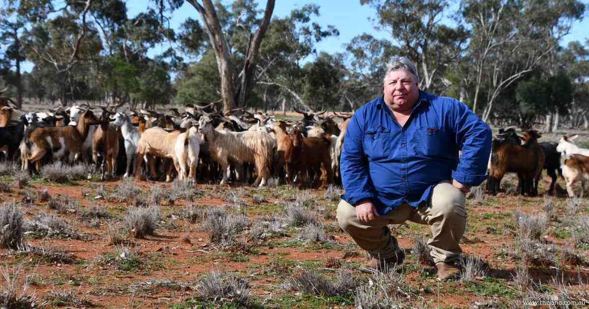 G.O.A.T. business: why this rangeland producer wouldn't be anywhere else