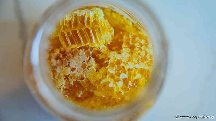 Buscan crear, con miel chilena, el próximo gran antibiótico natural del mundo