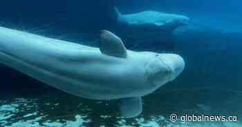 Marineland begins transporting 6 beluga whales to U.S. aquariums