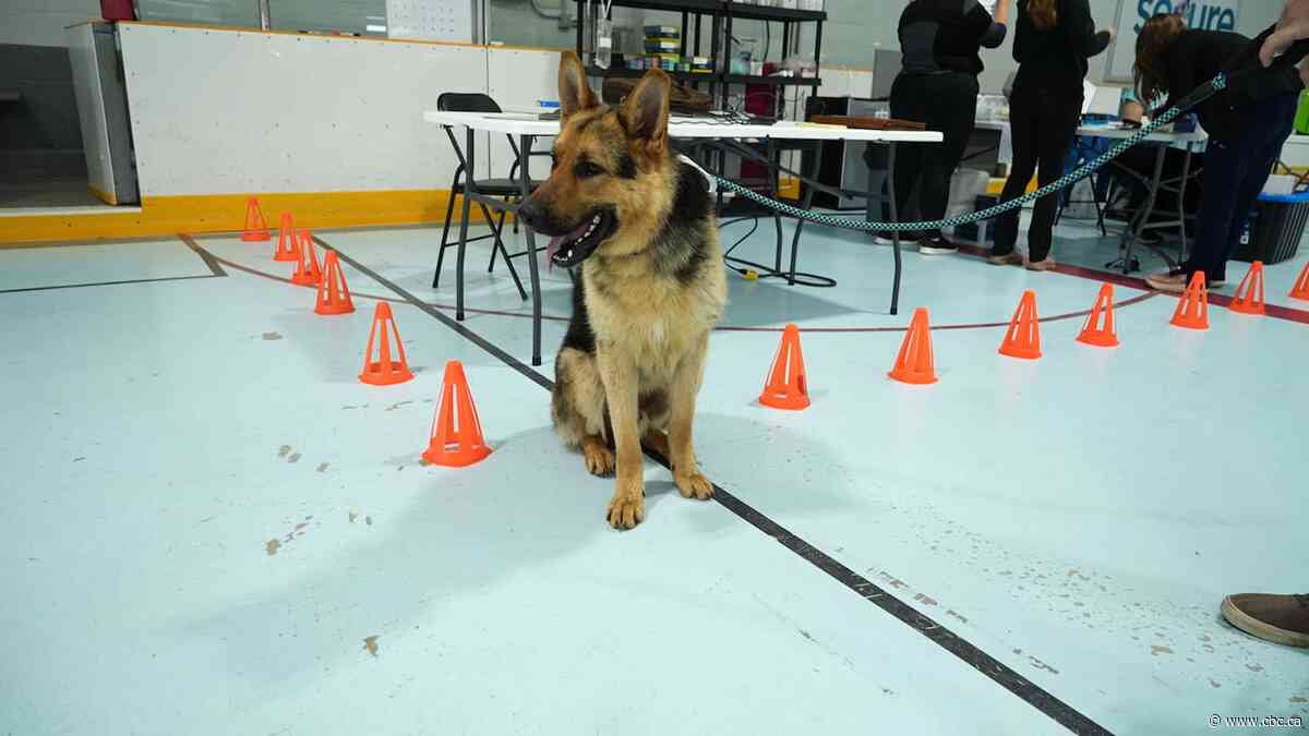 Mobile vet clinic supports animals in Thunder Bay amid wildfire evacuations