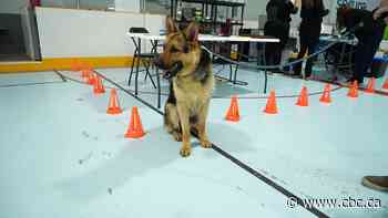 Mobile vet clinic supports animals in Thunder Bay amid wildfire evacuations