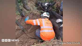 Water workers moo-ve stricken cow in rescue