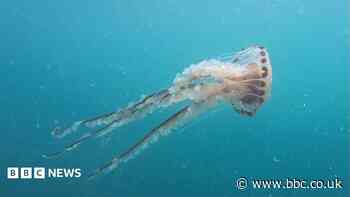How 'heat domes' are causing a marine life shift