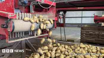 Heatwaves cause potato losses for growers