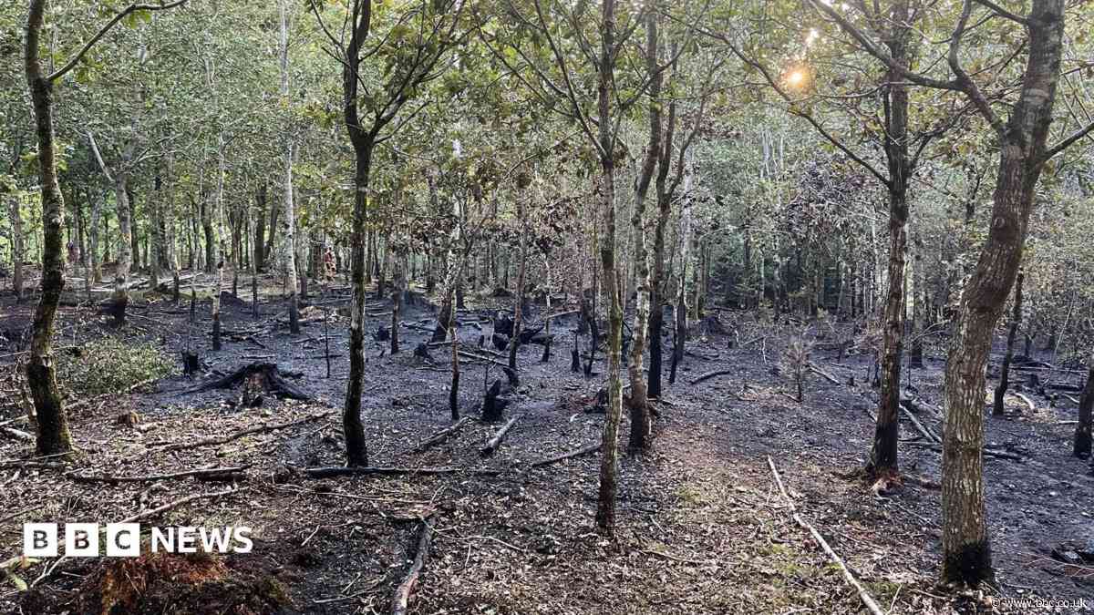 Forest fire severely damages woodland area