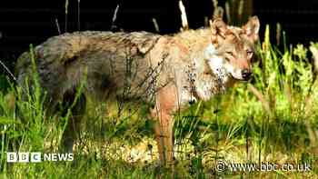 Wolves return to park two years after pack deaths