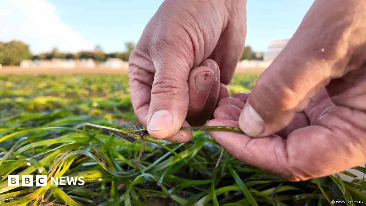 The small seed that is hoped will bring the coast back to life