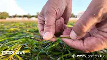 The small seed that is hoped will bring the coast back to life