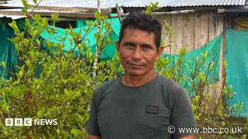 This farmer wanted to quit the cocaine industry - he couldn't