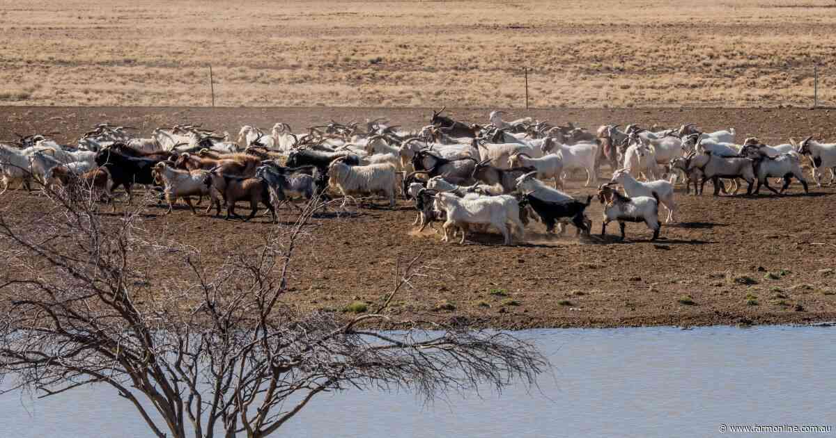 US goatmeat demand is powering an $8 a kg price surge, but what's next?
