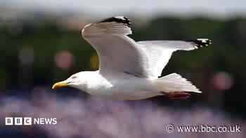 'Swooping' gull prompts school gate warning