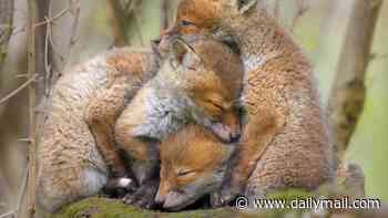A cub sandwich! Baby foxes snuggle together in Surrey forest