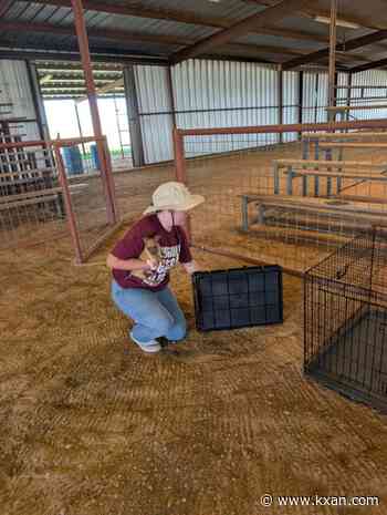 Austin Pets Alive! deploys flood response teams as south Texas communities brace for rising rivers