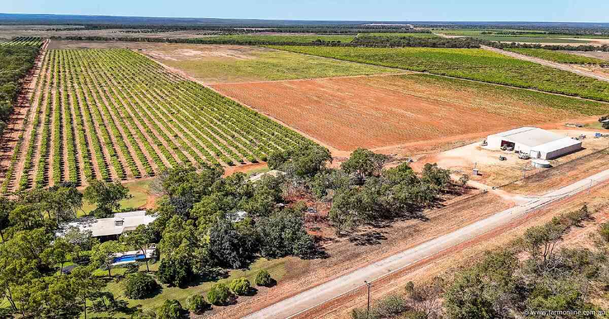 Foxalicious delivering tasty organic mangoes through Coles and Woolworths