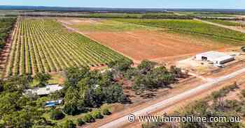 Foxalicious delivering tasty organic mangoes through Coles and Woolworths