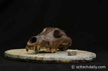 Ancient Dog Skulls Rewrite the Story of Canine Evolution