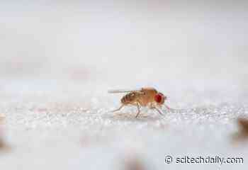 Researchers Reveal a Hidden Biological Clock in Insects