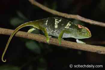 Scientists Discover Four Chameleons Found Nowhere Else on Earth