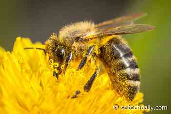 Bees Have a Hidden Nutritional Superpower, Oxford Study Reveals