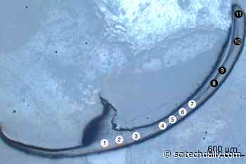 A Sea Worm’s Incredible “Bio-Metal” Jaws May Belong to an Entirely New Class of Material