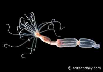 This Ancient Sea Animal Fights Viruses in the Opposite Way Humans Do