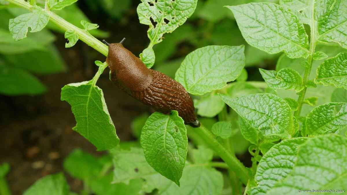 Monty Don's natural slug deterrent tips to keep pests off your plants