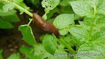 Monty Don's natural slug deterrent tips to keep pests off your plants