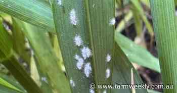 Pests, crop diseases and waterlogging affecting growers on the south coast