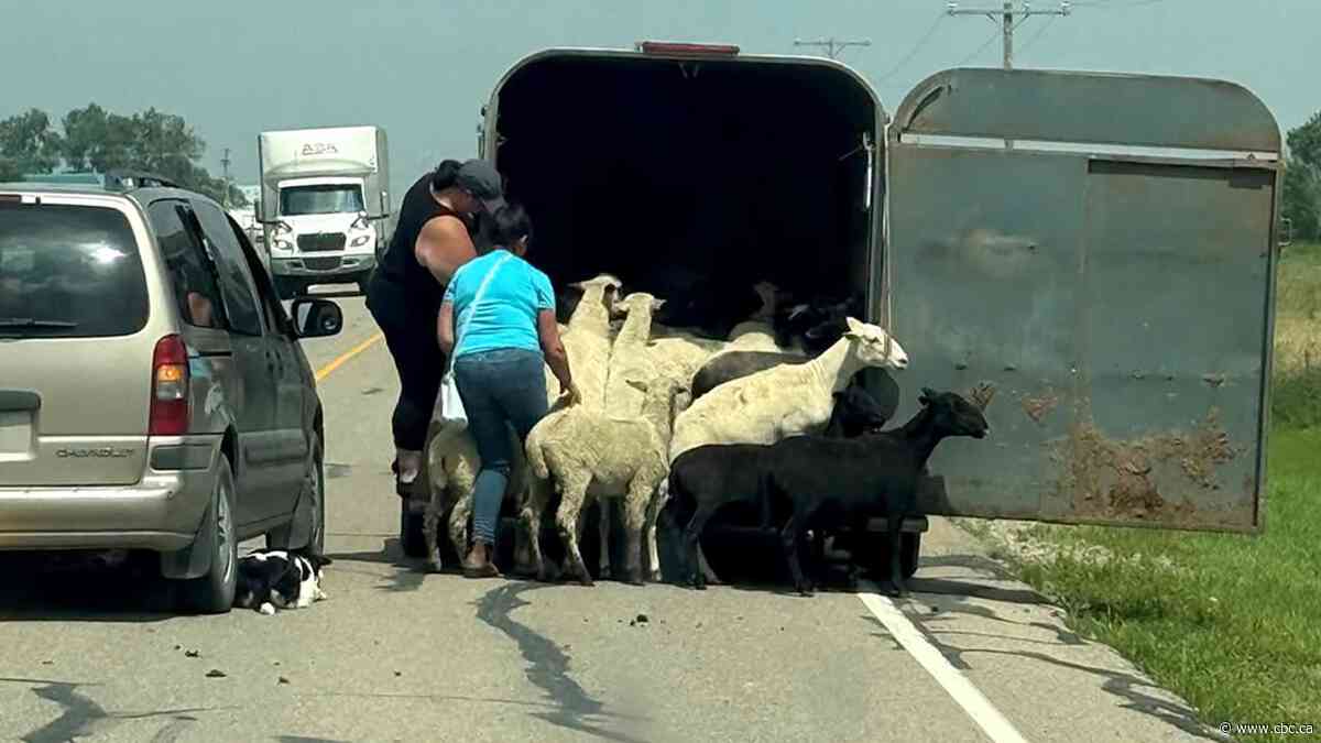 Flock of sheep rounded up after 6 days on the lam | The Moment