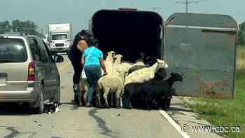 Flock of sheep rounded up after 6 days on the lam | The Moment