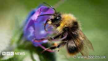 Bumblebees are struggling in UK heatwaves - but you can help them