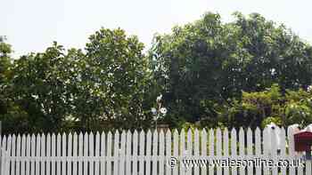 'Only' way to know for certain which neighbour needs to pay for fence repairs