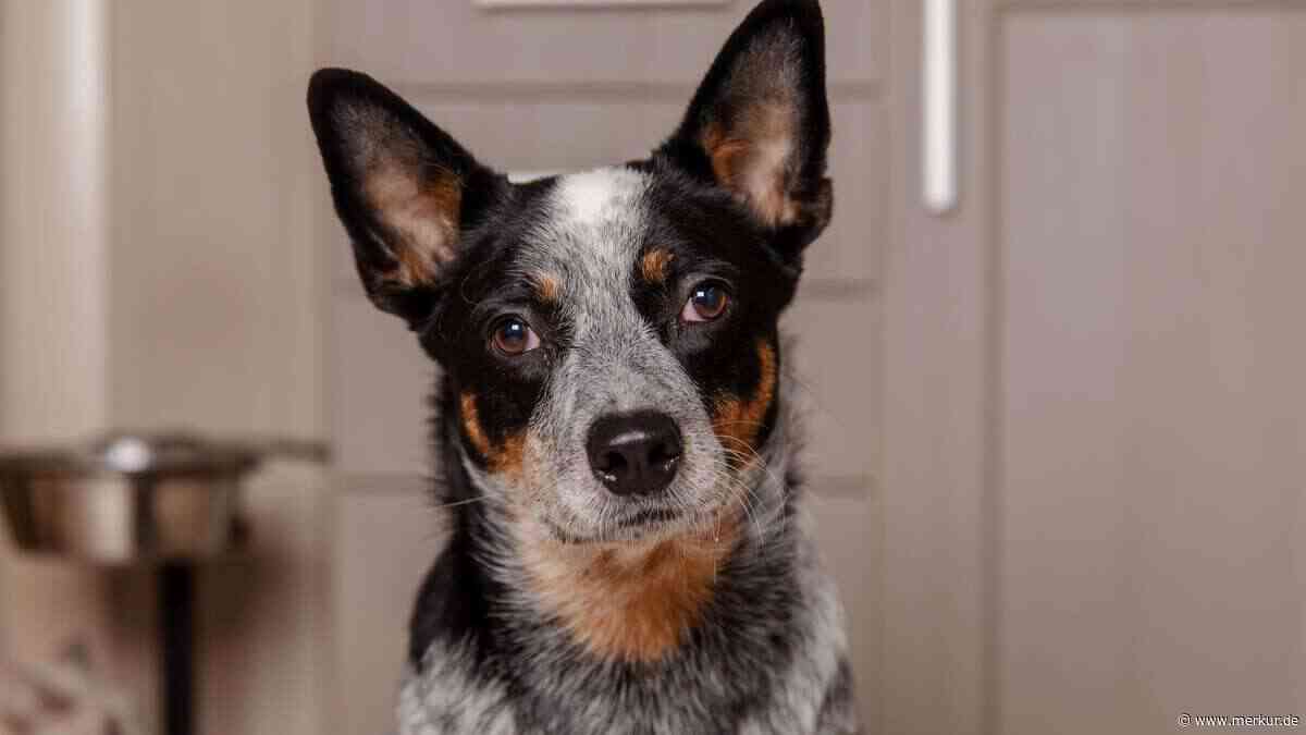 Was den Australian Cattle Dog ausmacht und was er braucht