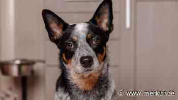 Was den Australian Cattle Dog ausmacht und was er braucht