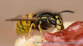 Deshalb nerven uns gerade so viele Wespen