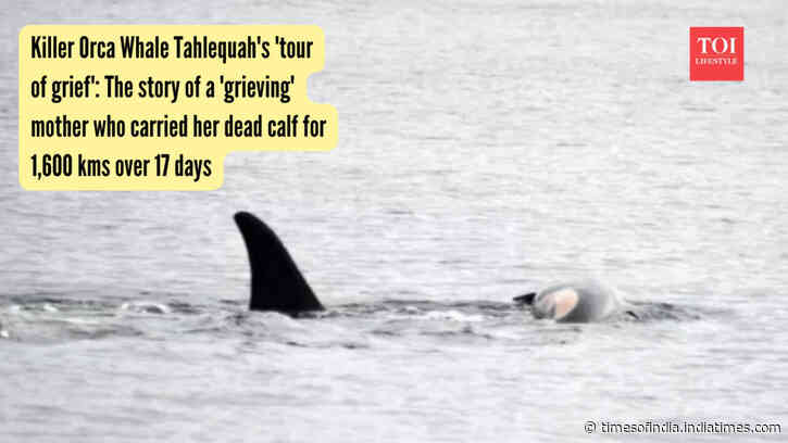 Tahlequahs 'tour of grief': Orca mother carried dead calf for 1,600 kms over 17 days