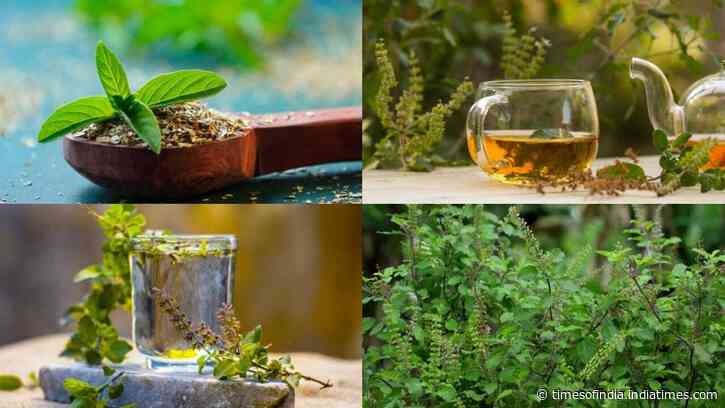 5 Health benefits of Tulsi leaves: Why this everyday kitchen herb deserves a spot in your diet