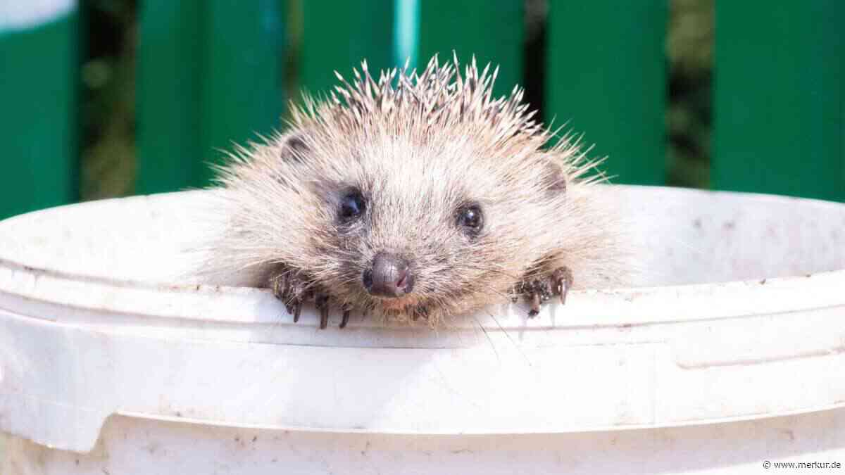 Igelbabys kommen jetzt zur Welt – welche Gefahren in Ihrem Garten lauern