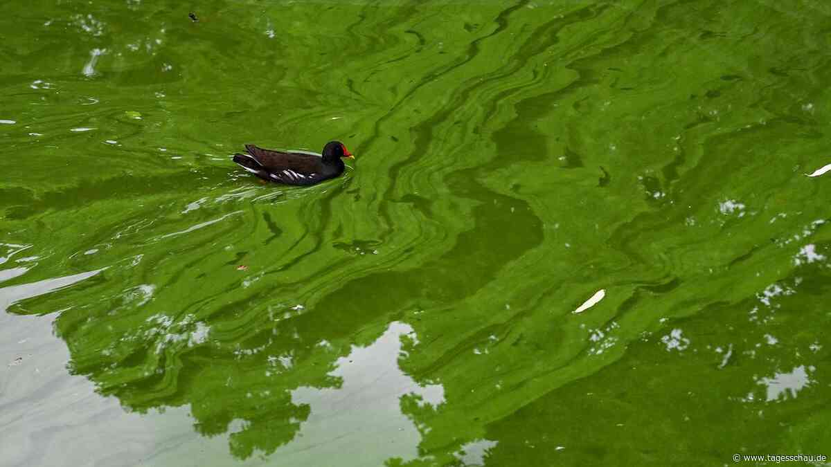Klimawandel bedroht lebenswichtige Mikroalgen