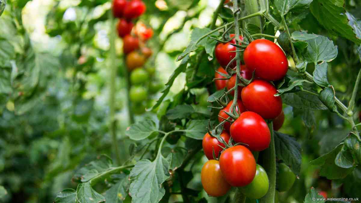 Tomato plants will 'grow faster' and bigger harvests with 1 common kitchen scrap