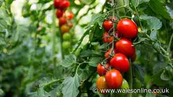 Tomato plants will 'grow faster' and bigger harvests with 1 common kitchen scrap