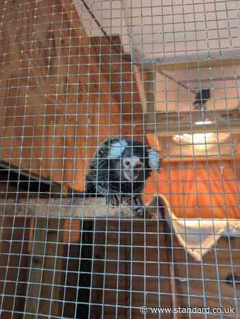Caged monkey hidden in laundry bag found abandoned on London bus