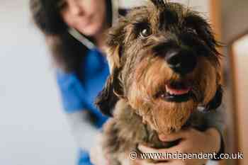 Pet owners warned as councils blamed for surge in dog grass seed cases