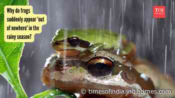 Why do frogs suddenly appear 'out of nowhere' in the rainy season?