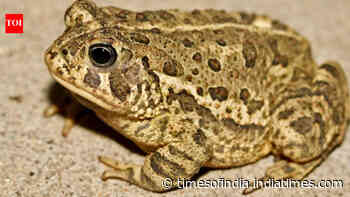 Rare Woodhouse's Toad returns after 65 years, caught calling for a mate